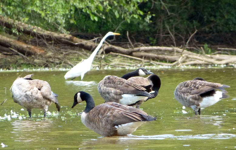 Geese and Egret